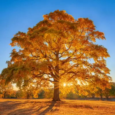 تصميم صور نص باستخدام ai