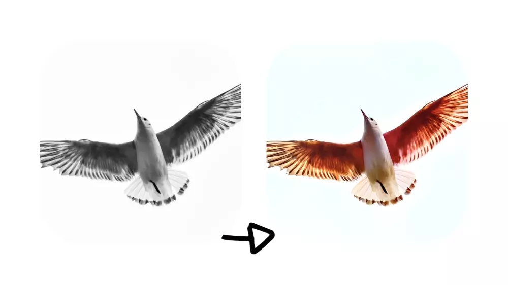 سأقوم بتحويل صورك من ابيض و اسود الي ألوان 5 صور