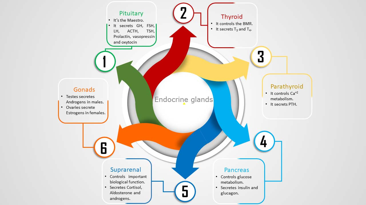 عرض بوربوينت PowerPoint انفوجرافيك احترافي