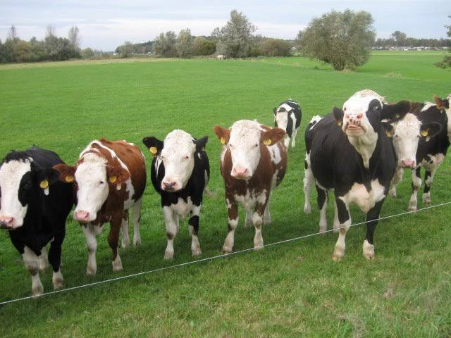 سوف أقدم لك خبرة سنوات في الإنتاج الحيواني