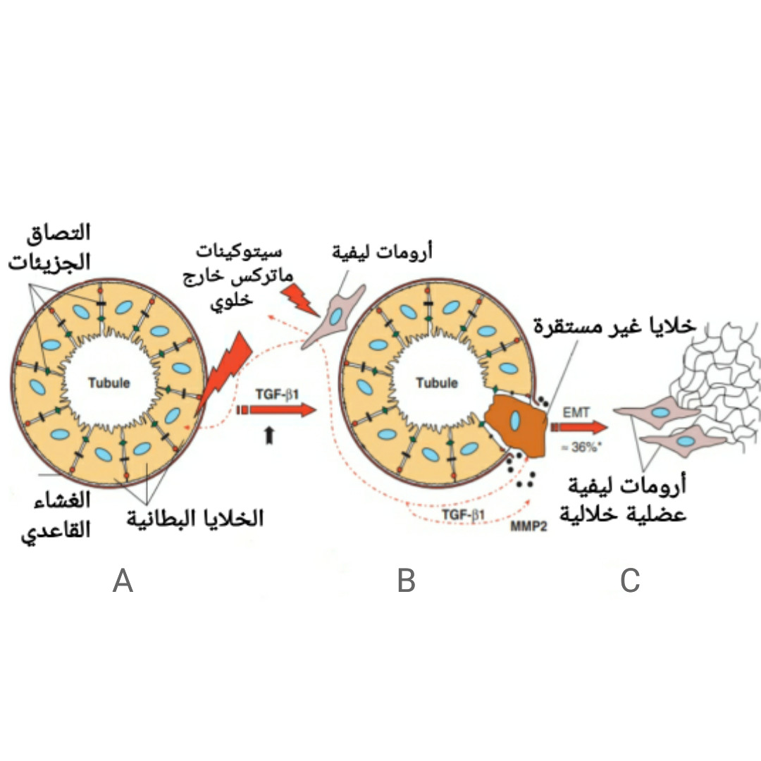 الترجمة الطبية الاحترافية من الانكليزية إلى العربية