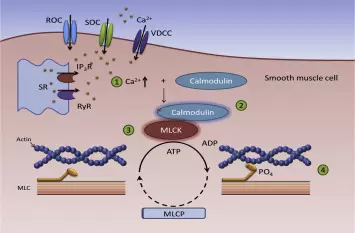 شرح و تبسيط المواد الطبية و علم الأدوية