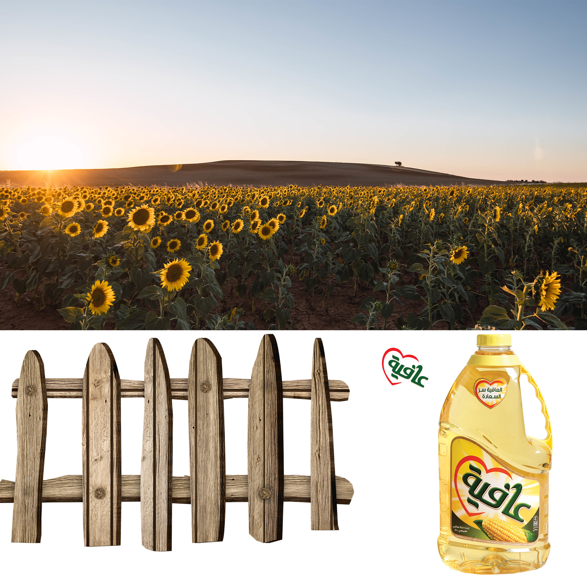 تصميم سوشيال ميديا احترافى