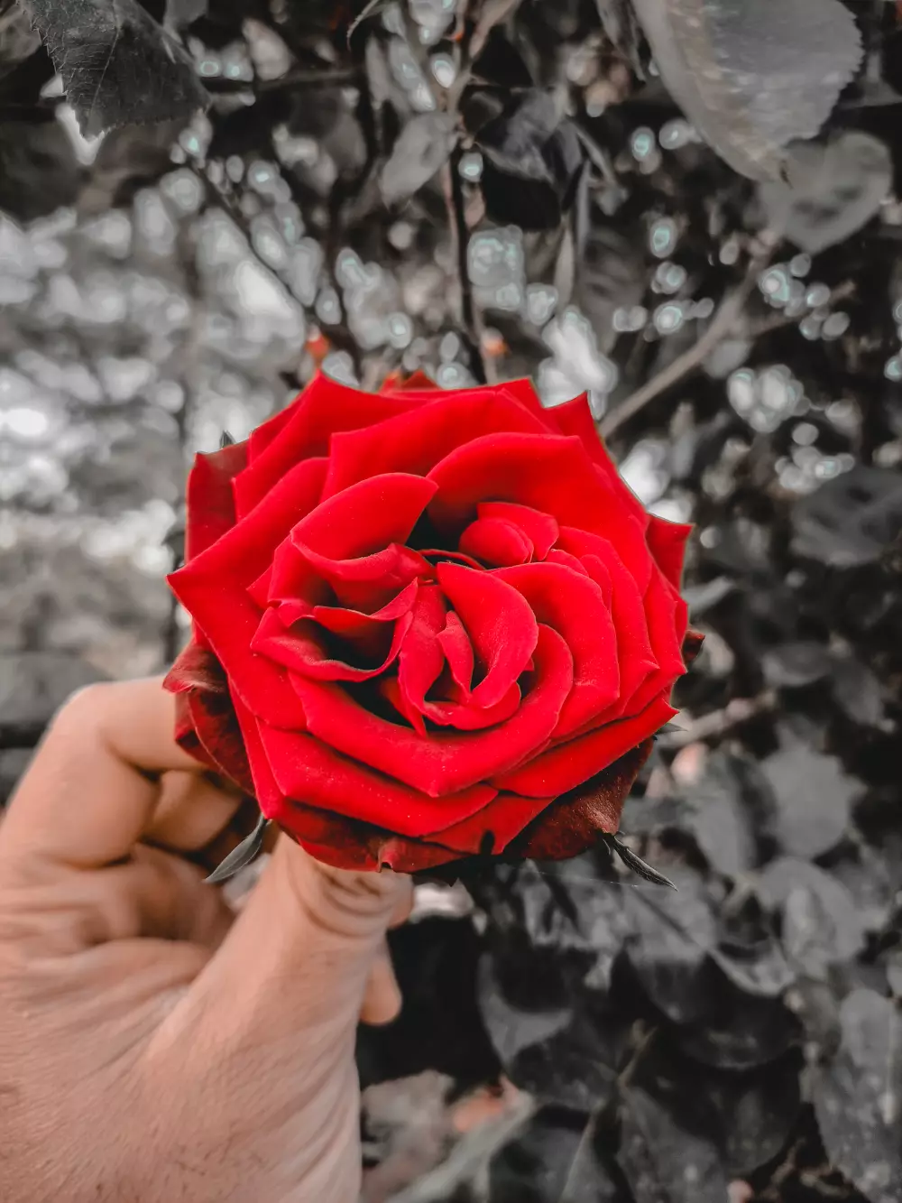 تعديل ع الصور والفيديو  بشكل احترافي