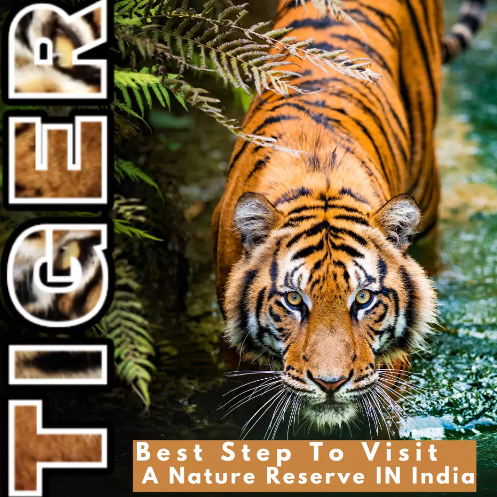 تصميم سوشيال ميديا