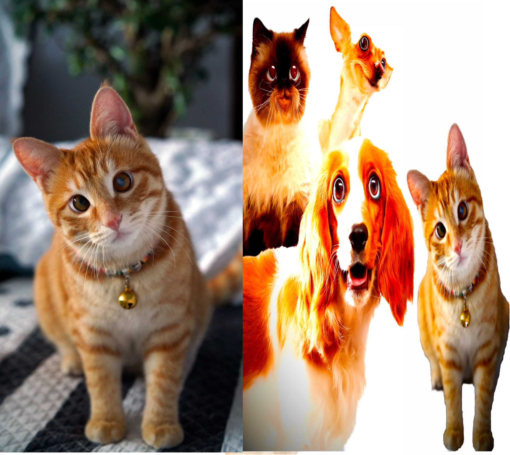 تفريغ و تبديل  15 خلفيات الصور بطريقة احترافية