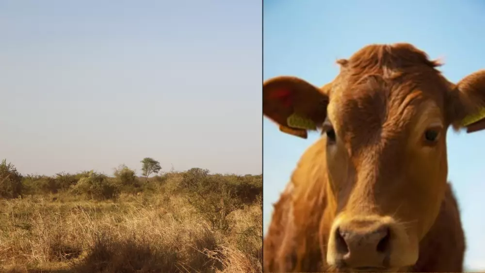 خطة غذائية متكاملة لبقرة حلوب