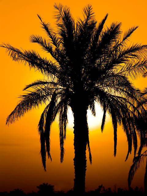 ادخال بيانات