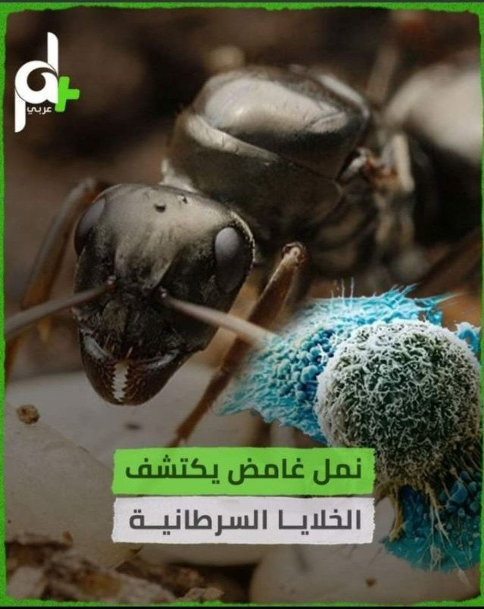 إعداد تقارير إنفو فيديو بشكل احترافي