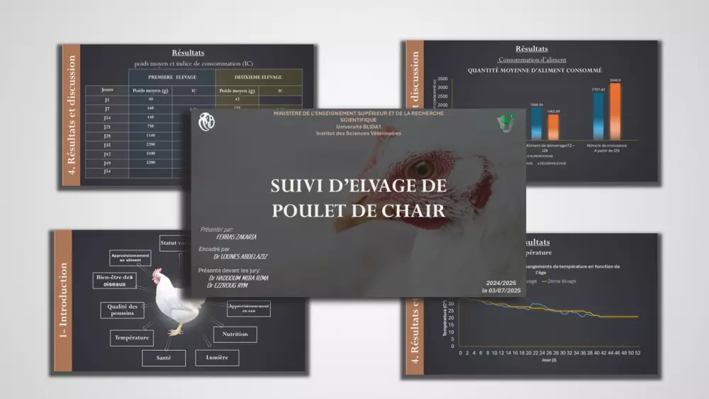 تصميم عروض PowerPoint بوربوينت احترافية بثلاث لغات (عربي – إنجليزي – فرنسي)
