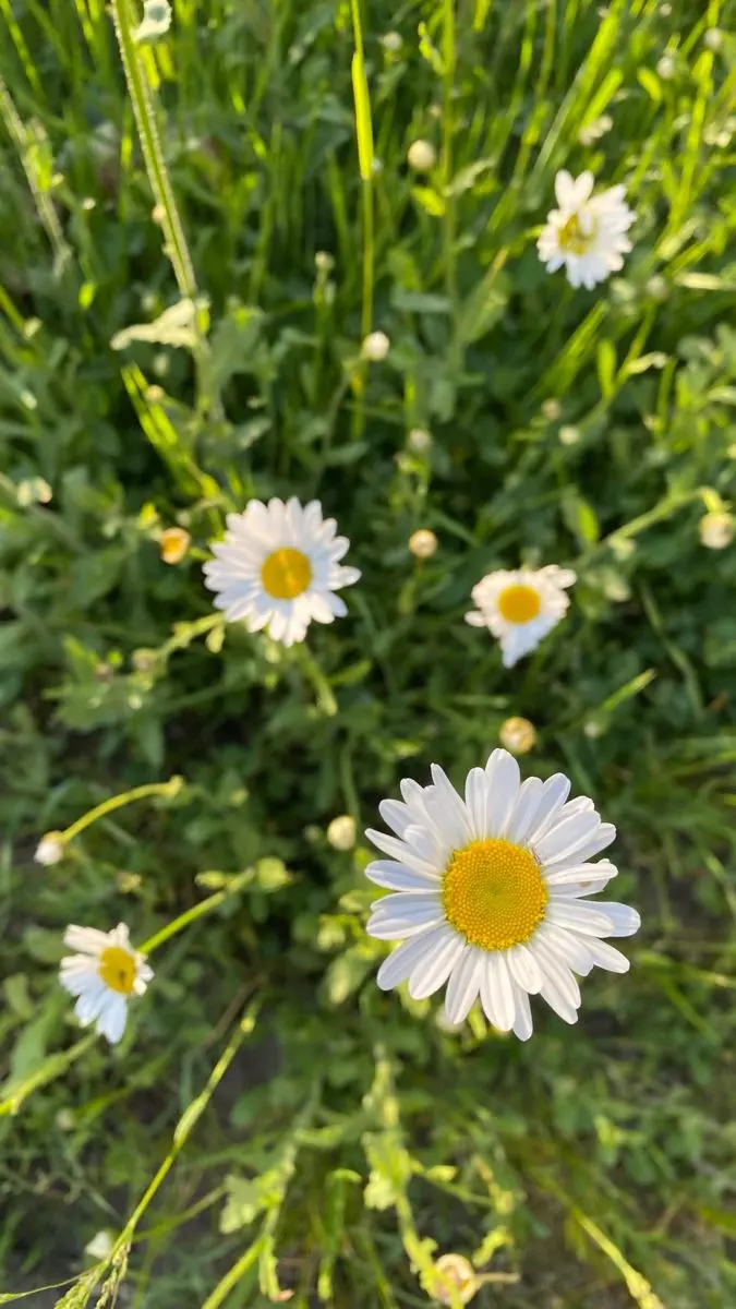 تعديل الصور