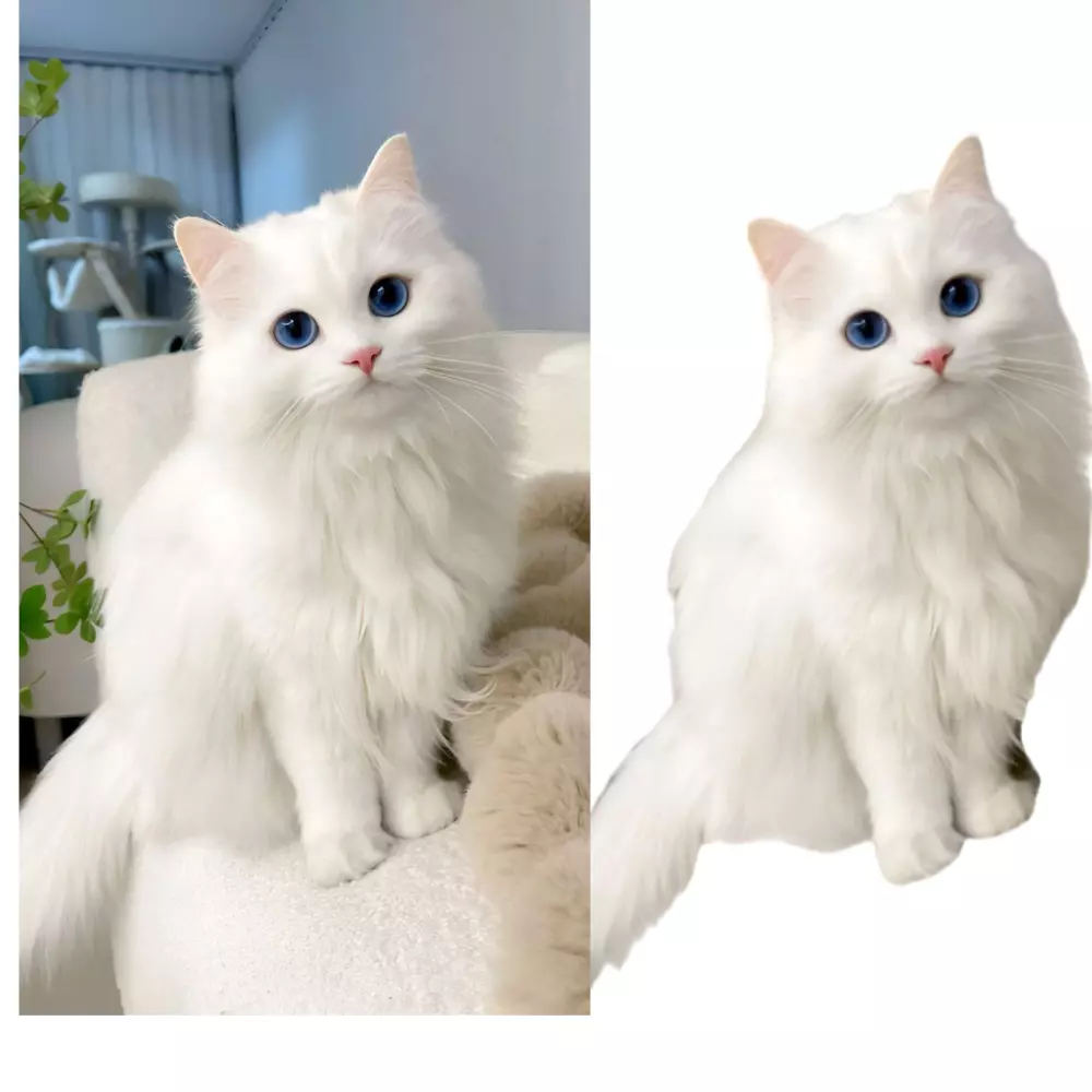 🔹 إزالة خلفية الصور بدقة عالية واحترافية (5 صور مقابل 5 دولار)