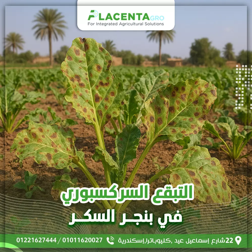 سوف أقوم بتصميم 1 إعلان سوشيال ميديا قابل للنشر مقابل 5$ خبرة أكثر من ثلاث سنوات