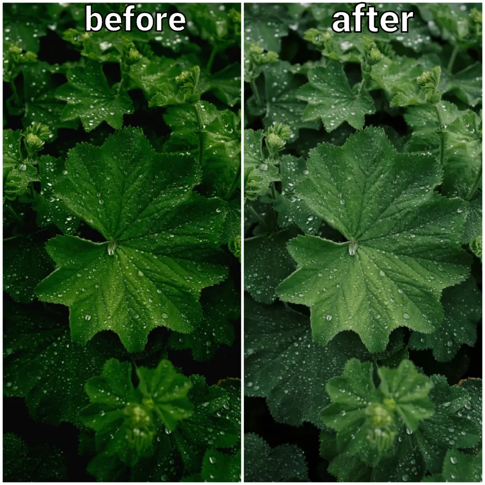 تعديل الصور في شكل احترافي