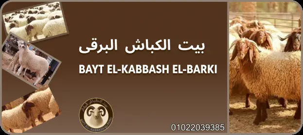 تصميم بانرات احترافية بجودة عالية تناسب جميع المنصات