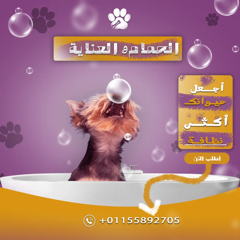 تصميم سوشيال ميديا