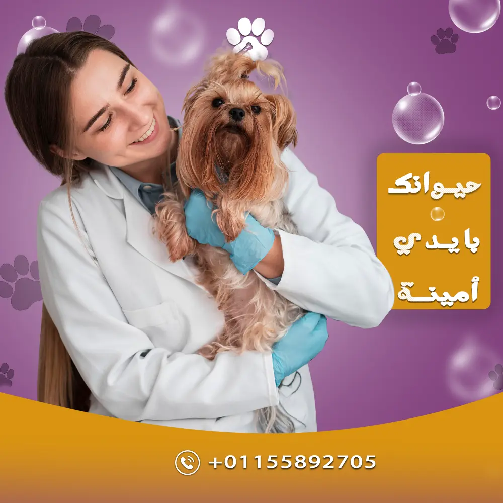 تصميم سوشيال ميديا