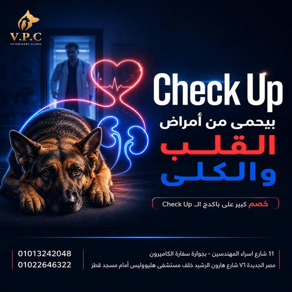 تصميمات سوشيال ميديا احترافية