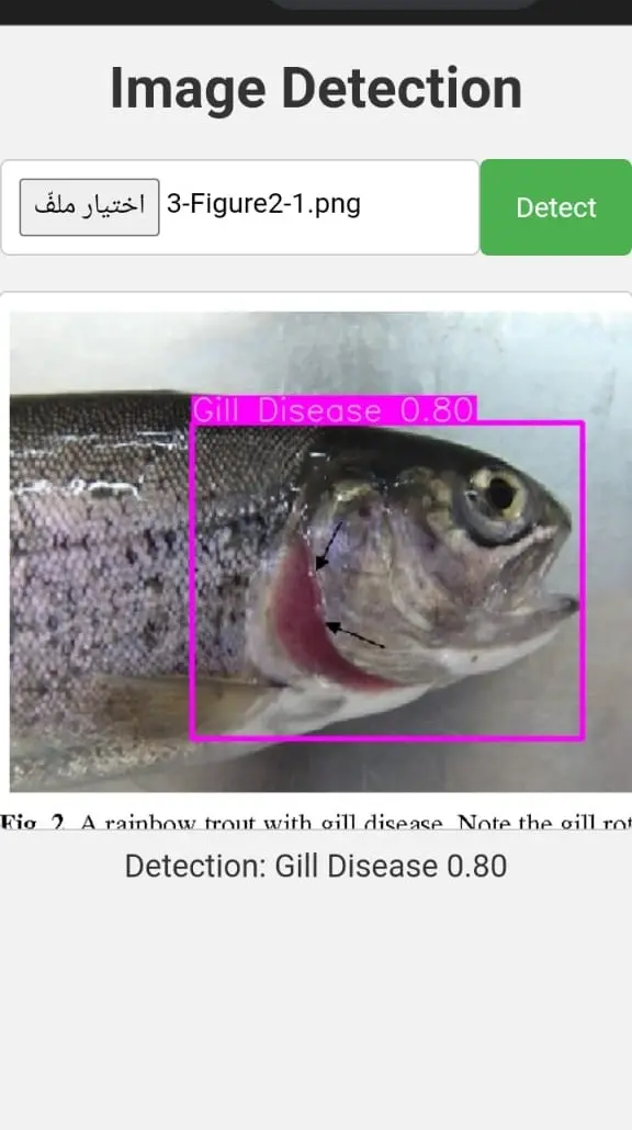 تطوير نظام رؤية حاسوبية لاكتشاف الكائنات في الصور والفيديو باستخدام خوارزميات YOLO