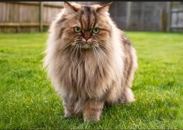 تغيير خلفية الصور بأحترافية وتعديل الإضاءة بإتقان