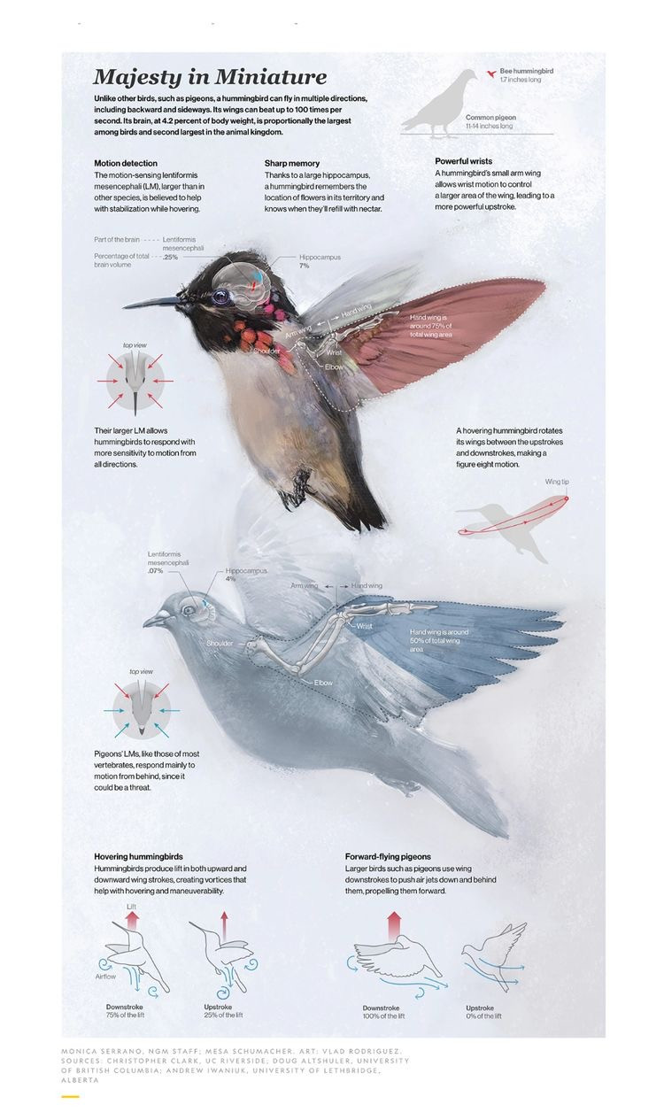 تصميم اعلانات