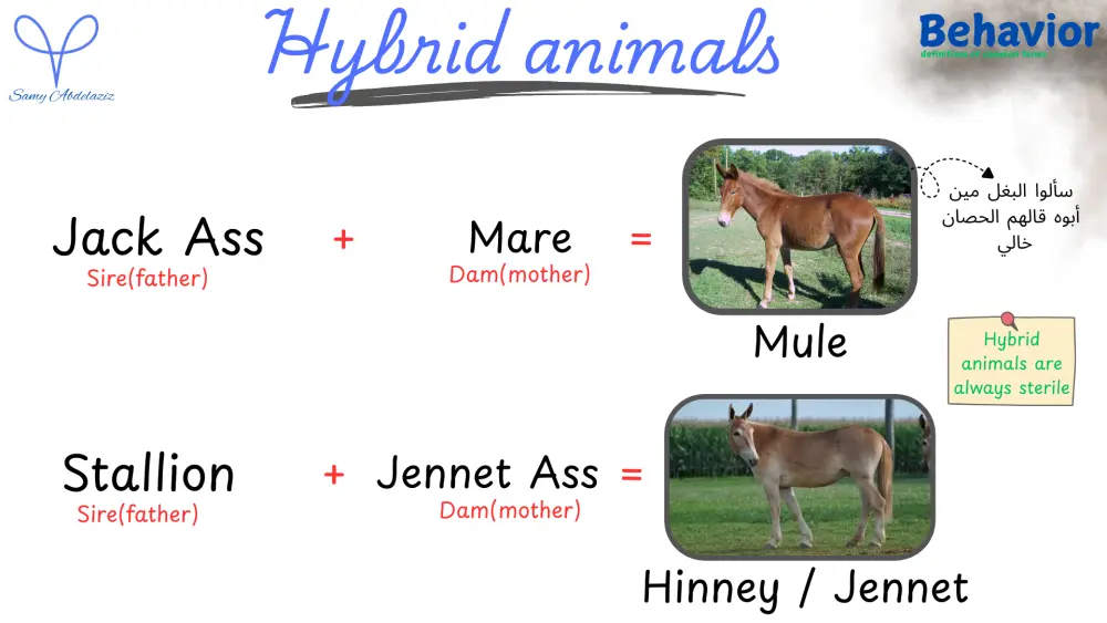 تصميم عروض بوربوينت (PowerPoint) احترافية