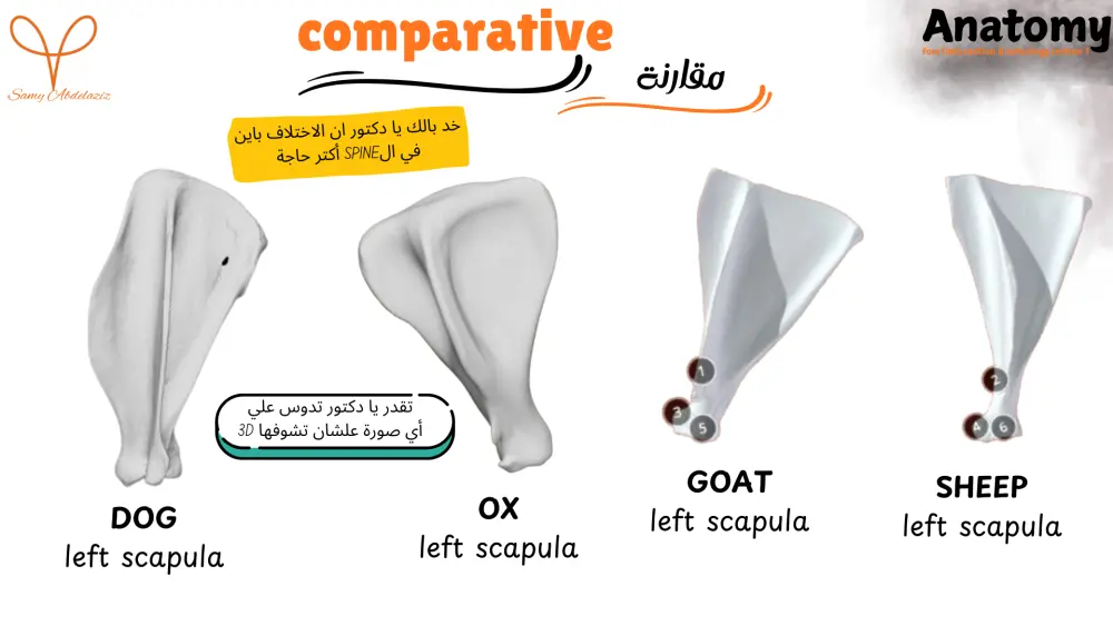 تصميم عروض بوربوينت (PowerPoint) احترافية