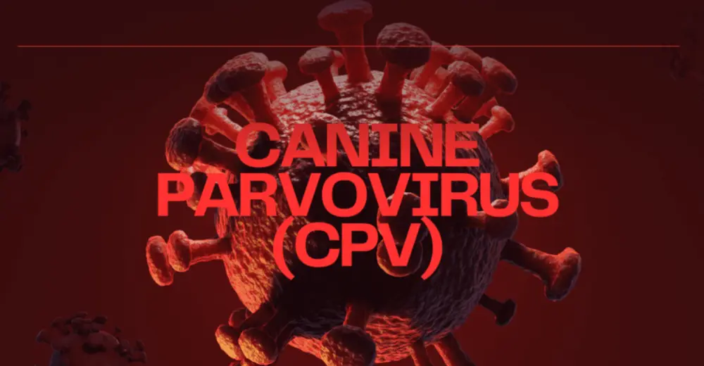 تصميم عروض تقديمية PowerPoint احترافية وجذابة لأي مجال