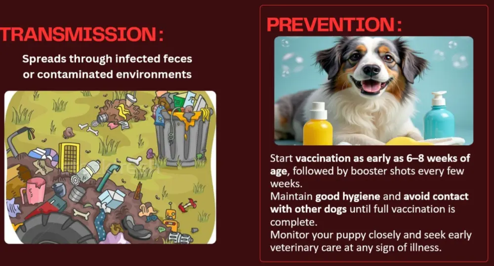 تصميم عروض تقديمية PowerPoint احترافية وجذابة لأي مجال