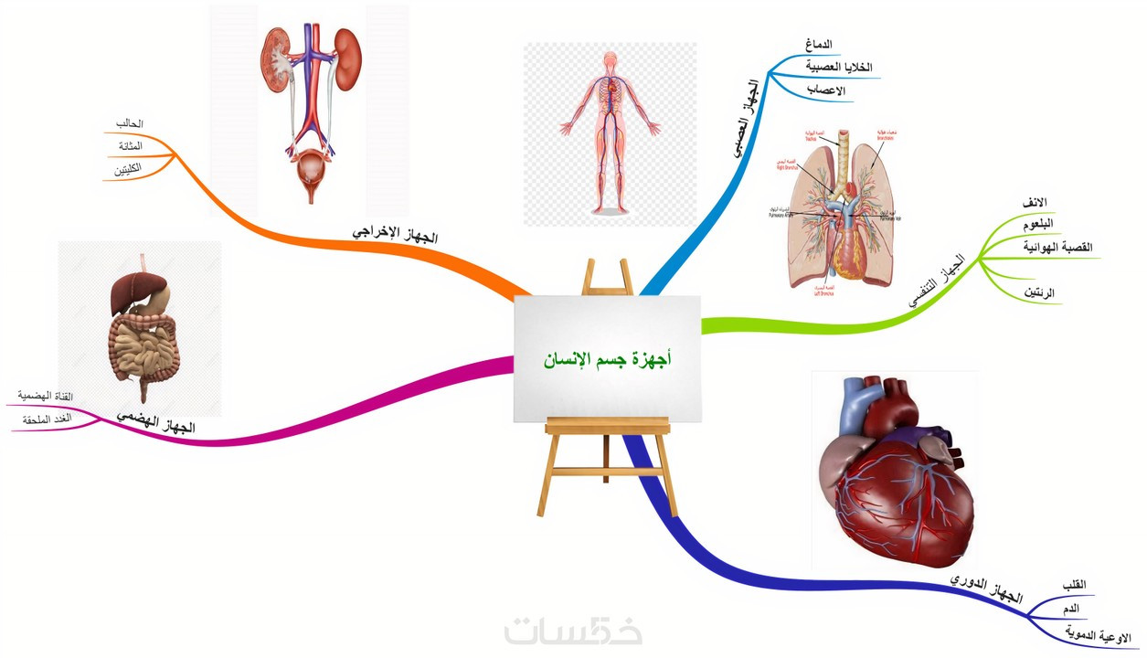 تصميم خريطة ذهنية (Mind Map) وانفوجراف بطريقة إبداعية