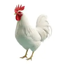 دراسة جدوى لأى مشروع شاملة مع توضيح عينه لكم