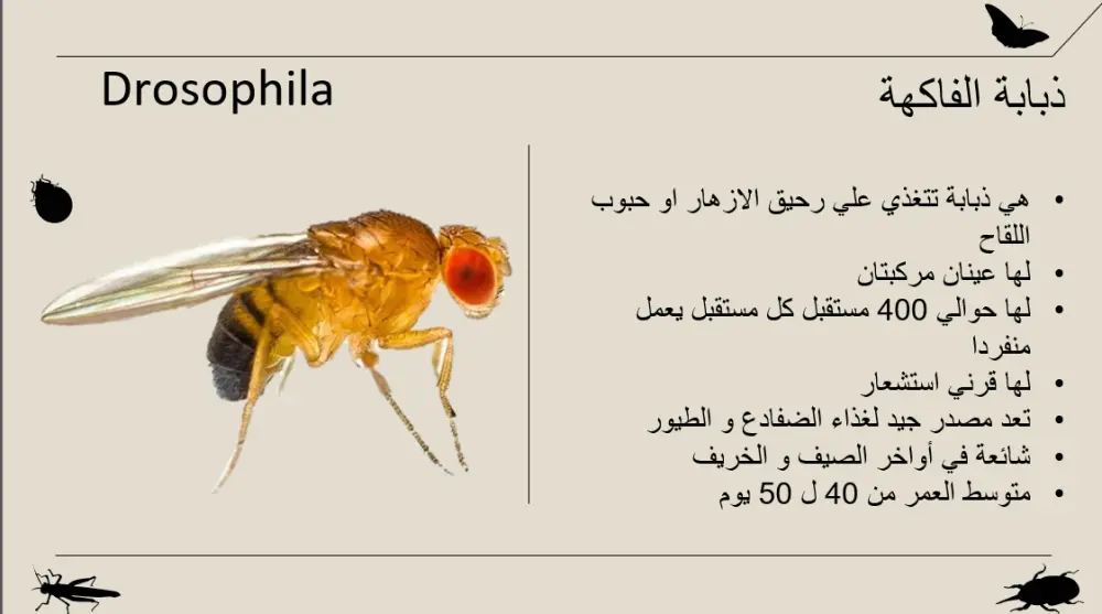 تصميم عروض PowerPoint احترافية ومتميزة لأي مجال.