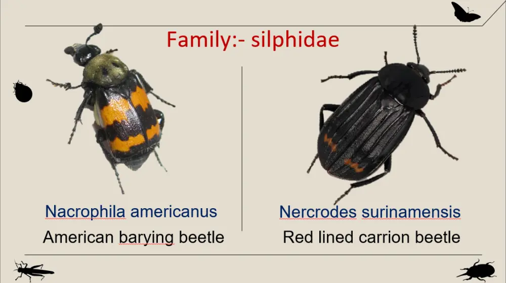 تصميم عروض PowerPoint احترافية ومتميزة لأي مجال.
