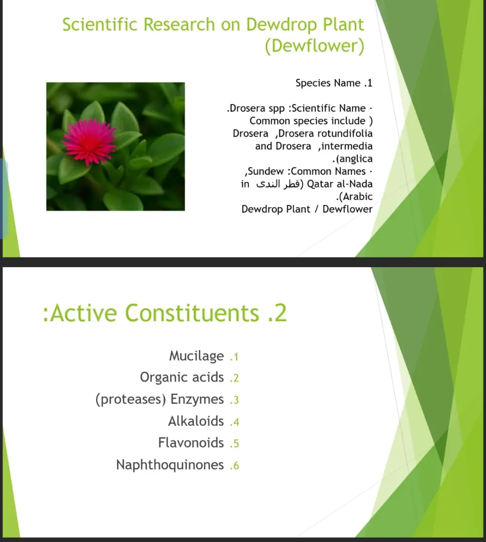 عمل PowerPoint باللغة الإنجليزية والعربية للجامعات