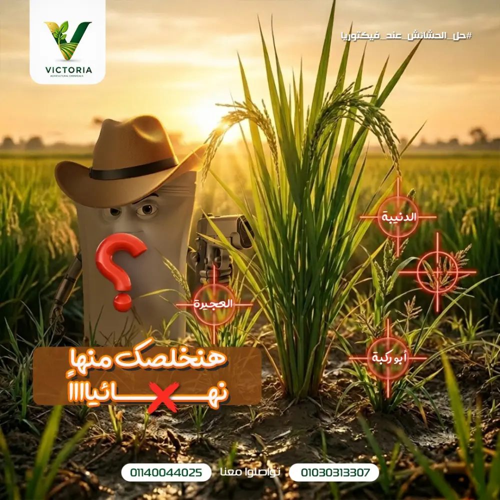 أقدم تصاميم سوشيال ميديا احترافية وهوية بصرية مميزة ، مع مونتاج ريلز جذاب يساعدك على زيادة التفاعل وإبراز