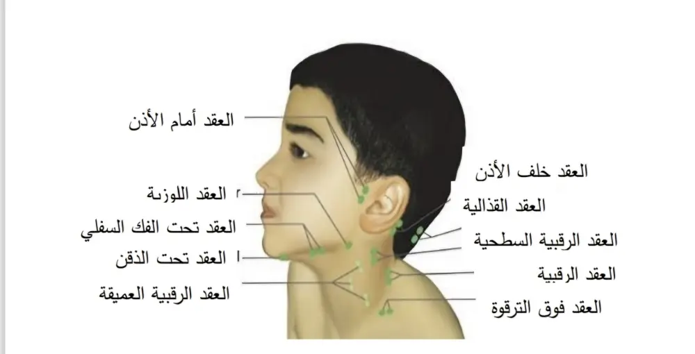 تفريغ وتنسيق النصوص ضمن برنامج Word باحترافية وسرعة عالية.