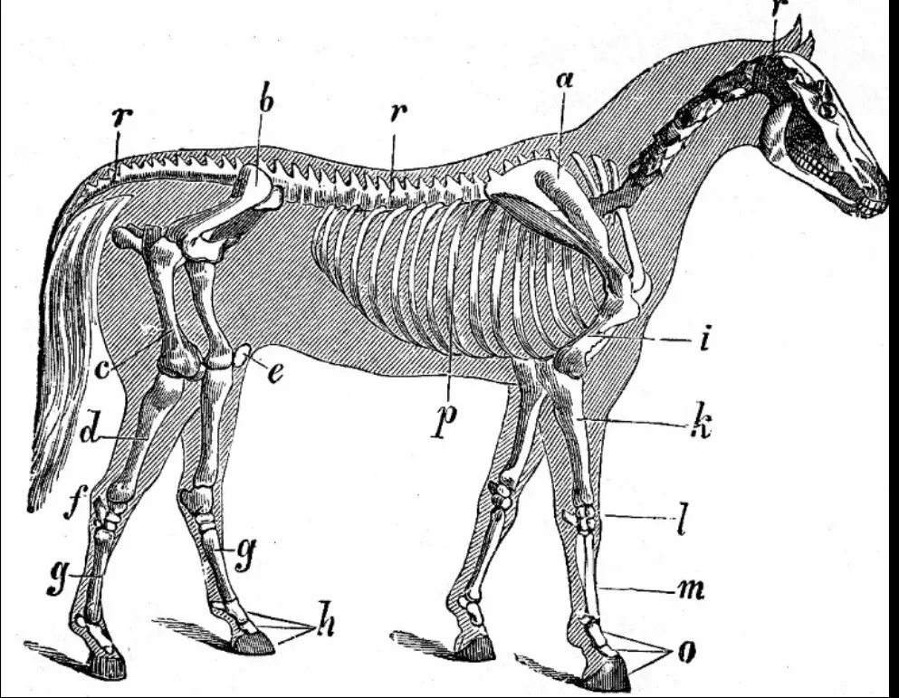استشارات طبية بيطرية