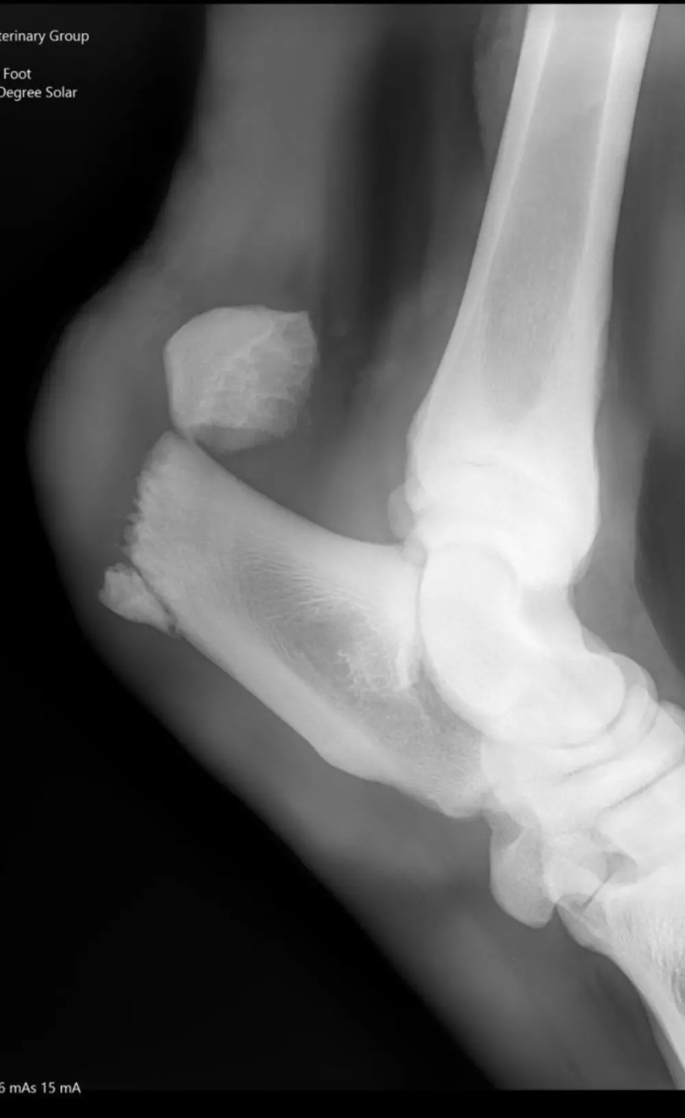 استشارات طبية بيطرية