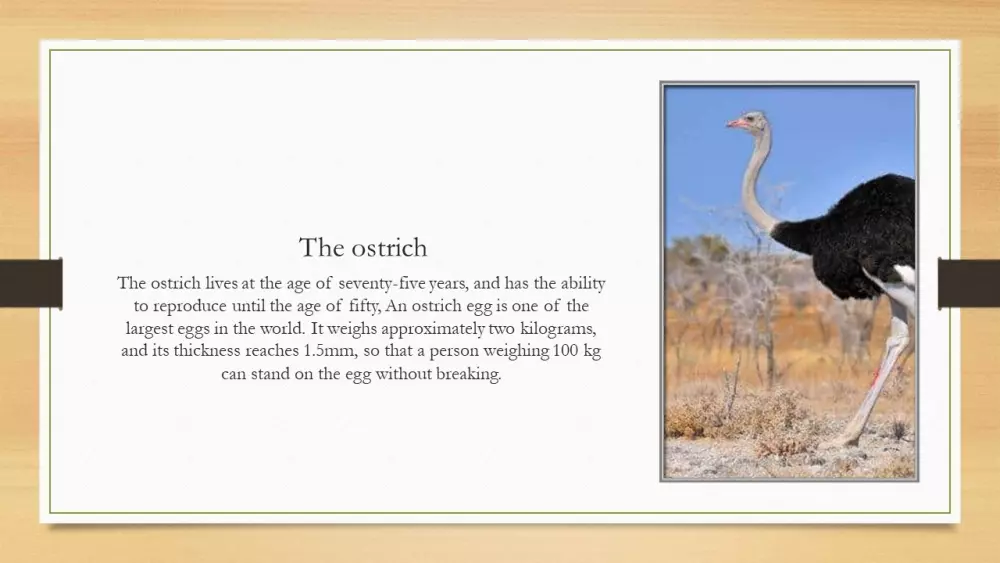 عروض تقديمية على برنامج باور بوينت