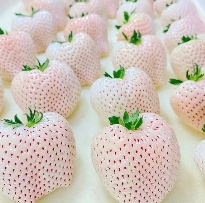 استشارة زراعيه