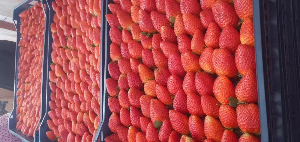 استشارة زراعيه