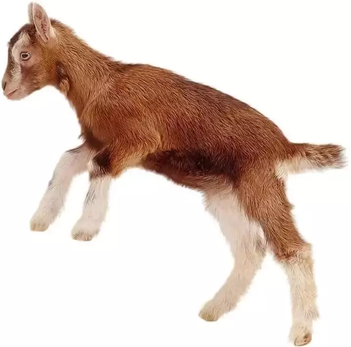 استشارة بيطرية