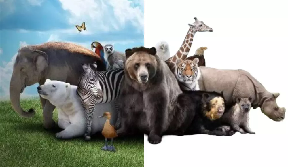 قص او تفريغ خلفيات الصور باحترافيه