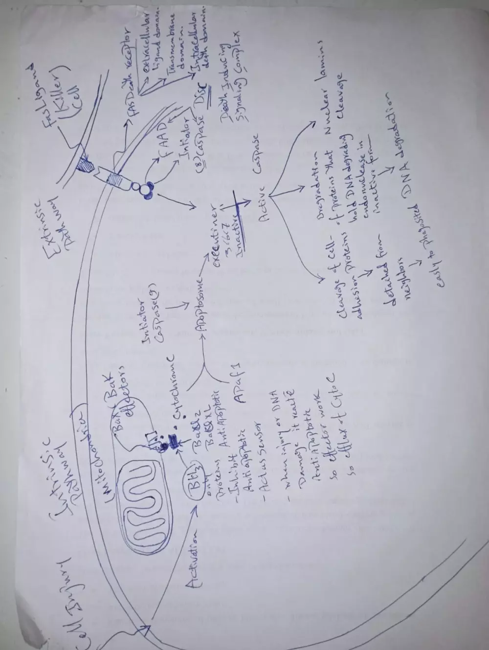 تلخيص واعادة صياغة المحاضرات