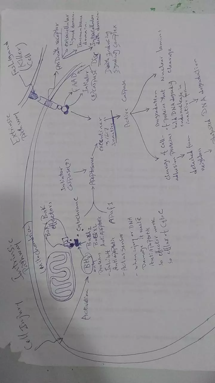 تلخيص واعادة صياغة المحاضرات