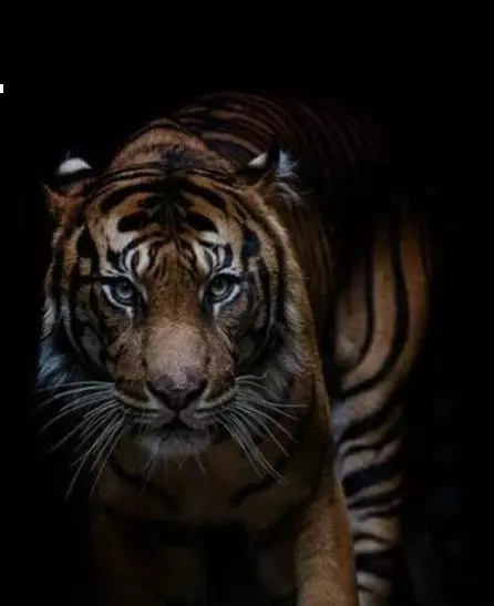 تقديم نصايح في التنميه البشريه