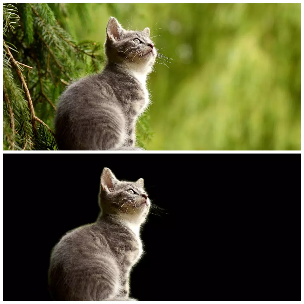 إزالة خلفية من جميع صوره