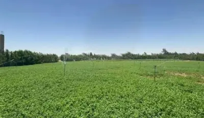 دراسة جدوي لمشاريع زراعية