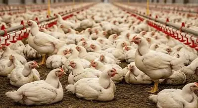 دراسة جدوى لأى مشروع شاملة مع توضيح عينه لكم