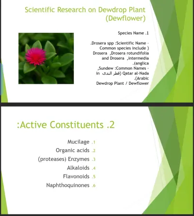 عمل PowerPoint باللغة الإنجليزية والعربية للجامعات